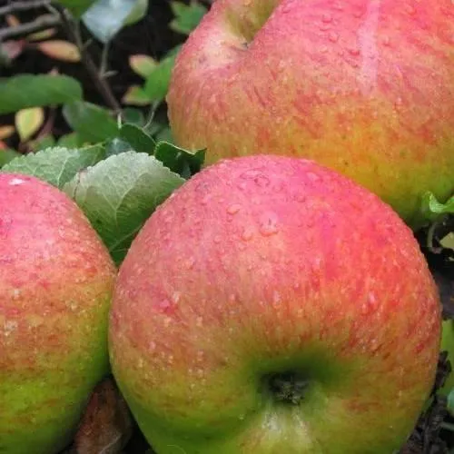 Яблоня ЯБЛОЧНЫЙ СПАС  Яблоня ЯБЛОЧНЫЙ СПАС в Петрозаводске