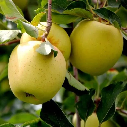 Яблоня ГОЛДЕН ВЛАДИМИРСКИЙ  Яблоня ГОЛДЕН ВЛАДИМИРСКИЙ в Петрозаводске