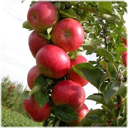 Яблоня ОСТАНКИНО колонновидная  Яблоня ОСТАНКИНО колонновидная в Петрозаводске