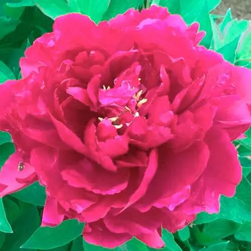 Пион ОСТРОВНОЙ МИНИСТР древовидный в Петрозаводске