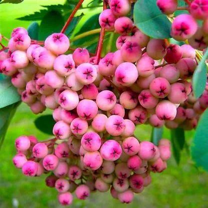 Рябина ПИНК сладкоплодная  Рябина ПИНК сладкоплодная в Петрозаводске