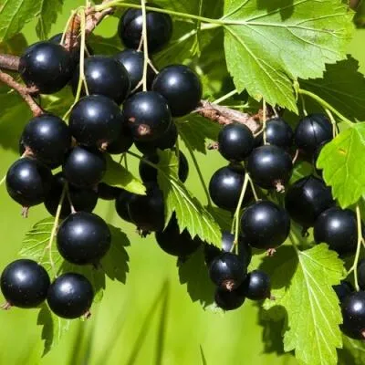 Саженцы смородины оптом в Петрозаводске