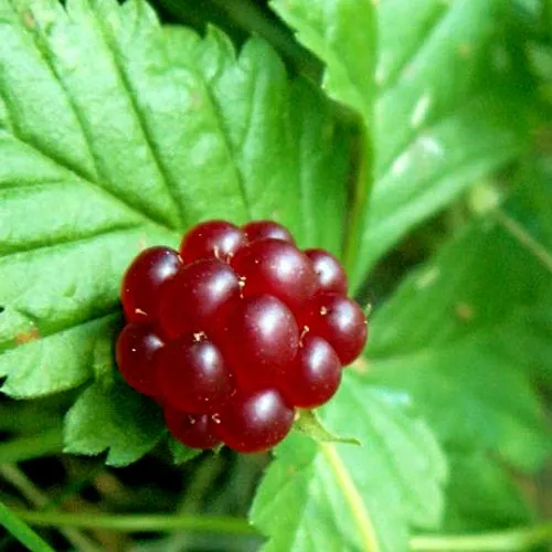 Княженика ЭЛПЕ в Петрозаводске