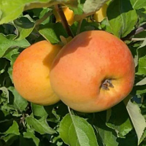 Яблоня АНТОНОВКА ЗОЛОТАЯ  Яблоня АНТОНОВКА ЗОЛОТАЯ в Петрозаводске