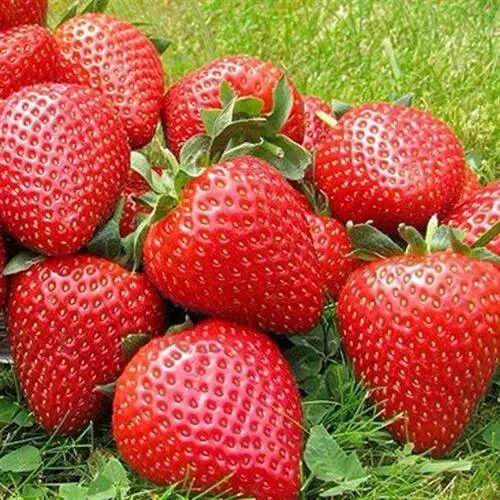 Клубника ЭЛИАНЕ  Клубника ЭЛИАНЕ в Петрозаводске