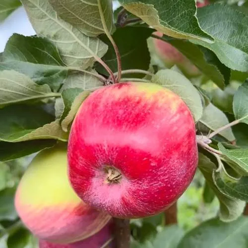 Яблоня АРБАТ колонновидная  Яблоня АРБАТ колонновидная в Петрозаводске