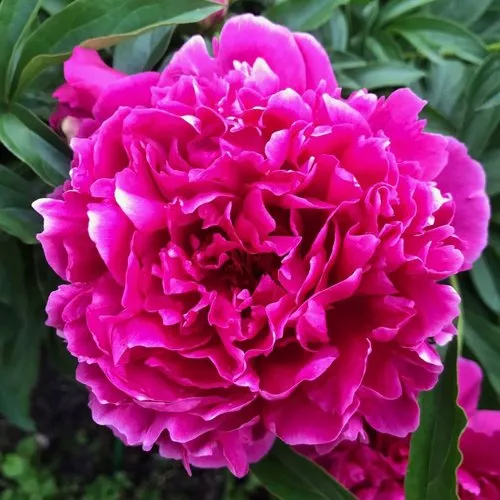 Пион КАРЛ РОЗЕНФЕЛЬД травянистый в Петрозаводске