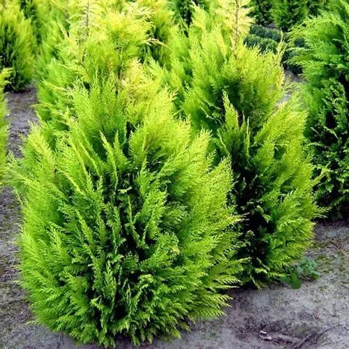 Кипарисовик ИВОНЕ лавсана в Петрозаводске