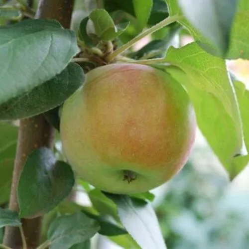 Яблоня ПОДСНЕЖНИК стелющаяся  Яблоня ПОДСНЕЖНИК стелющаяся в Петрозаводске