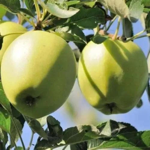 Яблоня САХАРНАЯ  Яблоня САХАРНАЯ в Петрозаводске