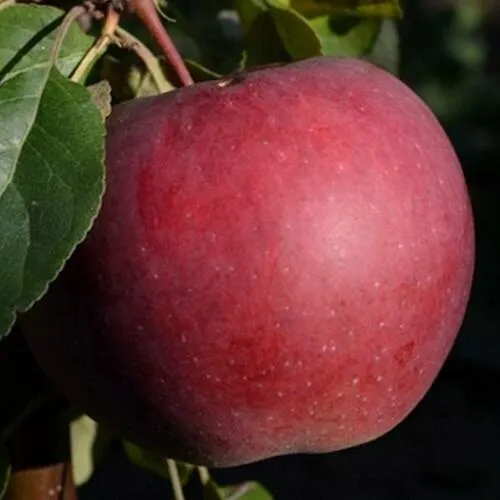 Яблоня БЕЛОРУССКОЕ СЛАДКОЕ в Петрозаводске