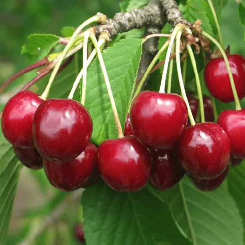 Черешня ГРОНКОВАЯ  Черешня ГРОНКОВАЯ в Петрозаводске