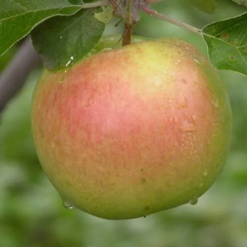 Яблоня БРЯНСКОЕ ЗОЛОТИСТОЕ  Яблоня БРЯНСКОЕ ЗОЛОТИСТОЕ в Петрозаводске