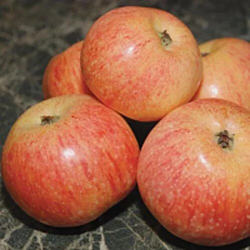 Яблоня КОНФЕТНОЕ в Петрозаводске