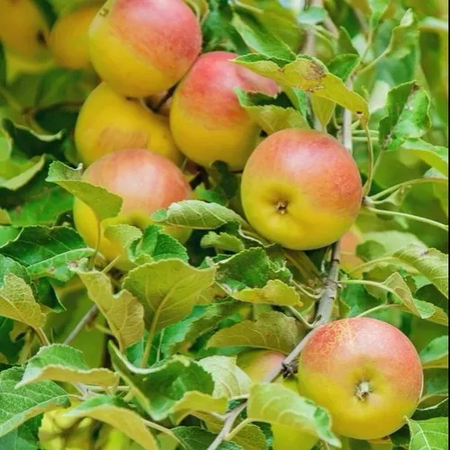 Яблоня ПАМЯТЬ БЛЫНСКОГО колонновидная  Яблоня ПАМЯТЬ БЛЫНСКОГО колонновидная в Петрозаводске