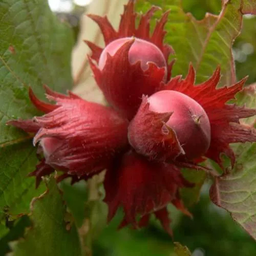 Фундук МОСКОВСКИЙ РУБИН  Фундук МОСКОВСКИЙ РУБИН в Петрозаводске