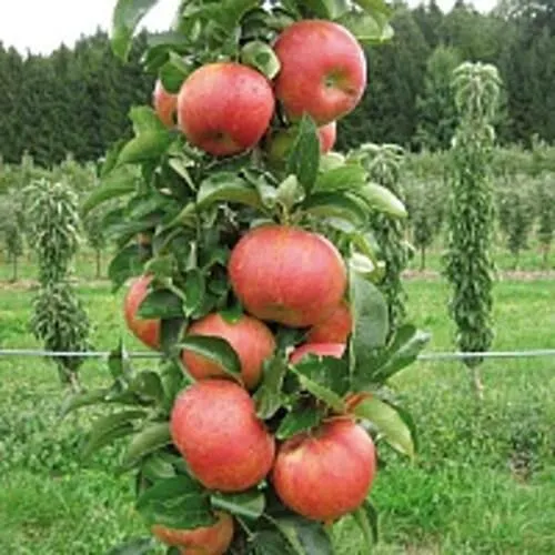 Яблоня ЯНТАРНОЕ ОЖЕРЕЛЬЕ колонновидная  Яблоня ЯНТАРНОЕ ОЖЕРЕЛЬЕ колонновидная в Петрозаводске