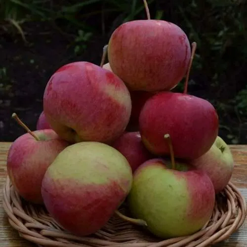 Яблоня РОДНИКОВАЯ  Яблоня РОДНИКОВАЯ в Петрозаводске