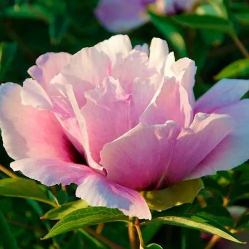 Пион ВРАТА ХРАМА древовидный  в Петрозаводске