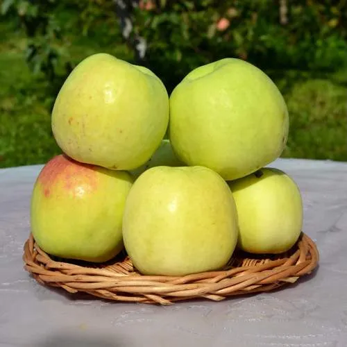 Яблоня БИРСКОЕ ГРУШЕВОЕ (БИЧИК)  Яблоня БИРСКОЕ ГРУШЕВОЕ (БИЧИК) в Петрозаводске