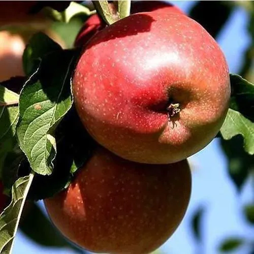 Яблоня АНТЕЙ КИЕВСКИЙ колонновидная  Яблоня АНТЕЙ КИЕВСКИЙ колонновидная в Петрозаводске