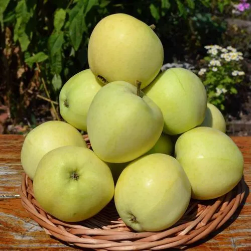 Яблоня ПАПИРОВКА  Яблоня ПАПИРОВКА в Петрозаводске