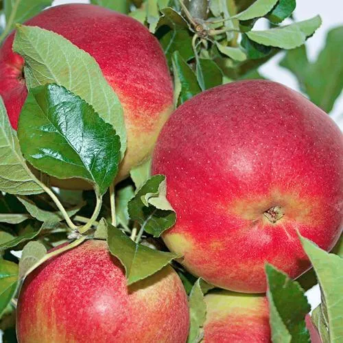 Яблоня СЕНАТОР колонновидная  Яблоня СЕНАТОР колонновидная в Петрозаводске