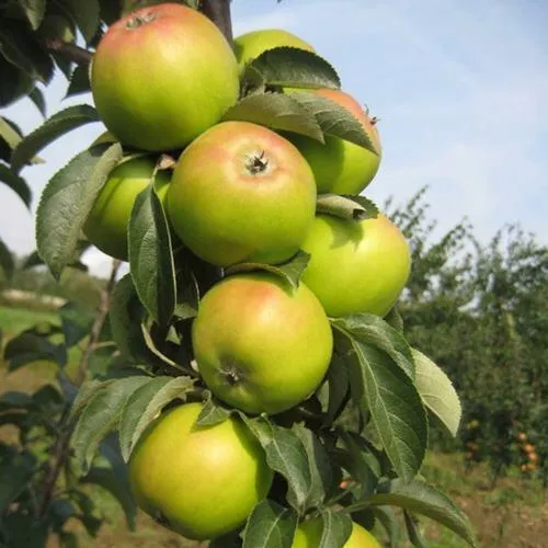 Яблоня ЛУКОМОР колонновидная  Яблоня ЛУКОМОР колонновидная в Петрозаводске
