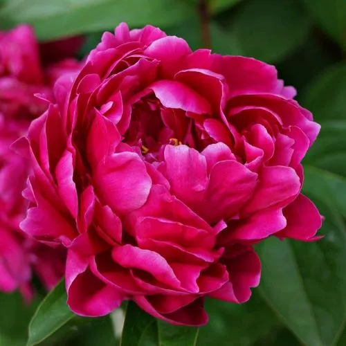 Пион ЛУИ ВАН-ГУТТ травянистый в Петрозаводске