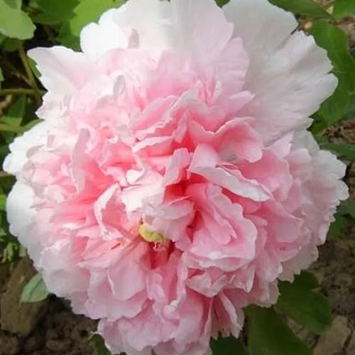 Пион БУКЕТ РОЗОВЫХ ГВОЗДИК древовидный в Петрозаводске