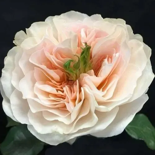 Саженцы роз ЧАРИТИ английская в Петрозаводске