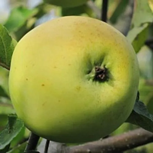 Яблоня РОССИЯНКА  Яблоня РОССИЯНКА в Петрозаводске