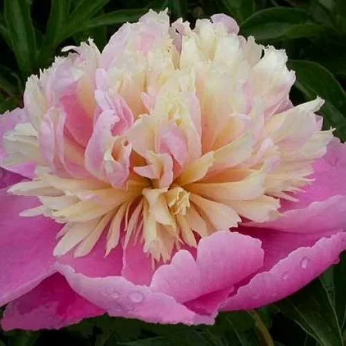 Пион ВЕСЕННЯЯ ПАЛИТРА травянистый в Петрозаводске