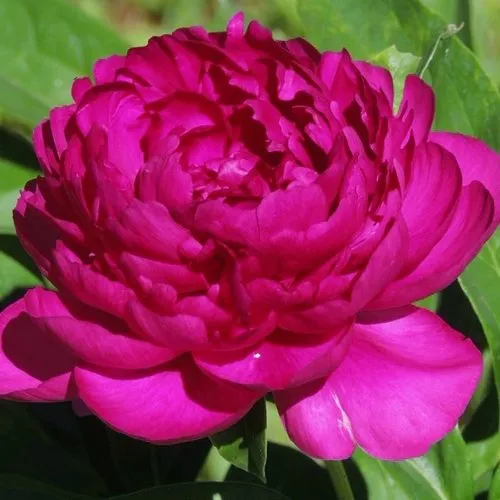 Пион БАРХАТ НОЧИ травянистый в Петрозаводске