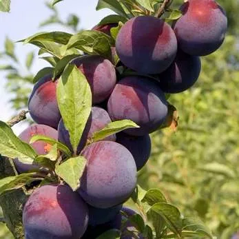 Поздняя  Поздняя в Петрозаводске