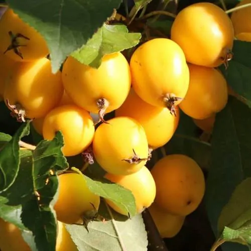 Яблоня ГОЛДЕН ХОРНЕТ декоративная  Яблоня ГОЛДЕН ХОРНЕТ декоративная в Петрозаводске