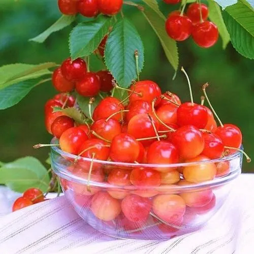 Черешня НАСЛАЖДЕНИЕ  Черешня НАСЛАЖДЕНИЕ в Петрозаводске