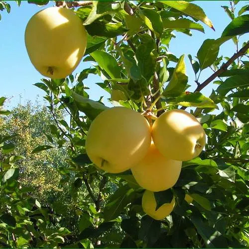 Яблоня ГОЛДЕН МИЛЛЕНИУМ  Яблоня ГОЛДЕН МИЛЛЕНИУМ в Петрозаводске