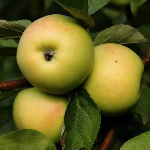 Яблоня ДАНИЛА  Яблоня ДАНИЛА в Петрозаводске