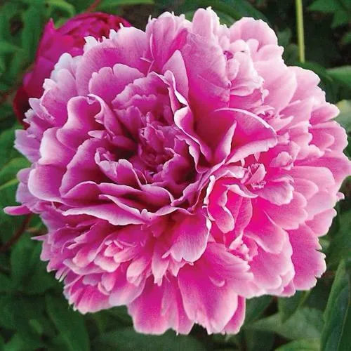 Пион ПУРПУРНАЯ ФЕЕРИЯ травянистый в Петрозаводске