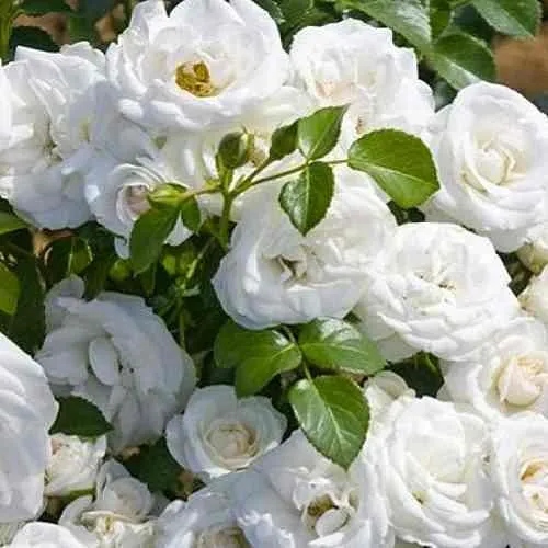 Саженцы роз НЕЖ ДЕ ТЕ мускусная в Петрозаводске