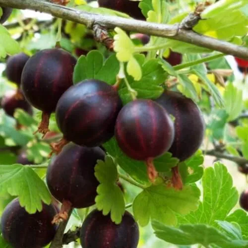 Крыжовник СЕВЕРНЫЙ КАПИТАН в Петрозаводске