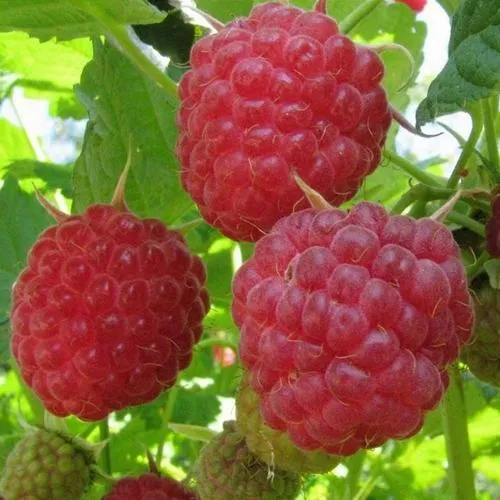 Малина НОВОСТЬ КУЗЬМИНА  в Петрозаводске