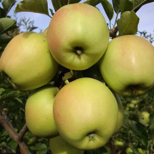 Яблоня СКИФСКОЕ ЗОЛОТО  Яблоня СКИФСКОЕ ЗОЛОТО в Петрозаводске