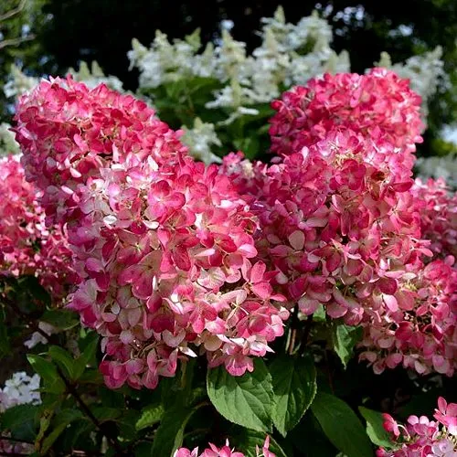 Гортензия ПИНК ДАЙМОНД метельчатая в Петрозаводске