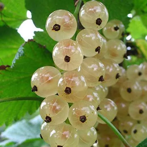 Смородина белая ЮТЕРБОРГСКАЯ  Смородина белая ЮТЕРБОРГСКАЯ в Петрозаводске