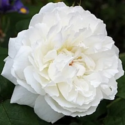 Саженцы роз ВИНЧЕСТЕР КАФЕДРАЛ английская  Саженцы роз ВИНЧЕСТЕР КАФЕДРАЛ английская в Петрозаводске