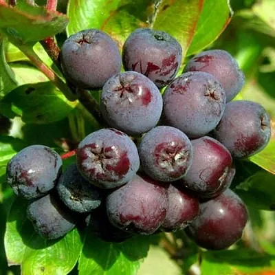 Рябина ЛИКЁРНАЯ сладкоплодная в Петрозаводске