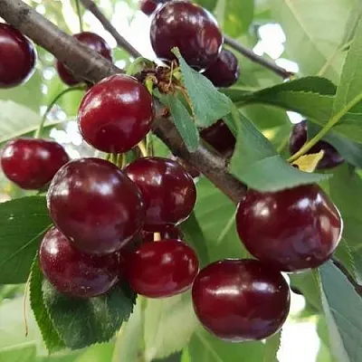 Дюк СЛАВЯНКА в Петрозаводске