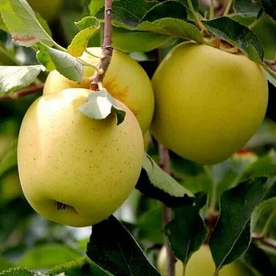 Яблоня ГОЛДЕН ВЛАДИМИРСКИЙ  Яблоня ГОЛДЕН ВЛАДИМИРСКИЙ в Петрозаводске